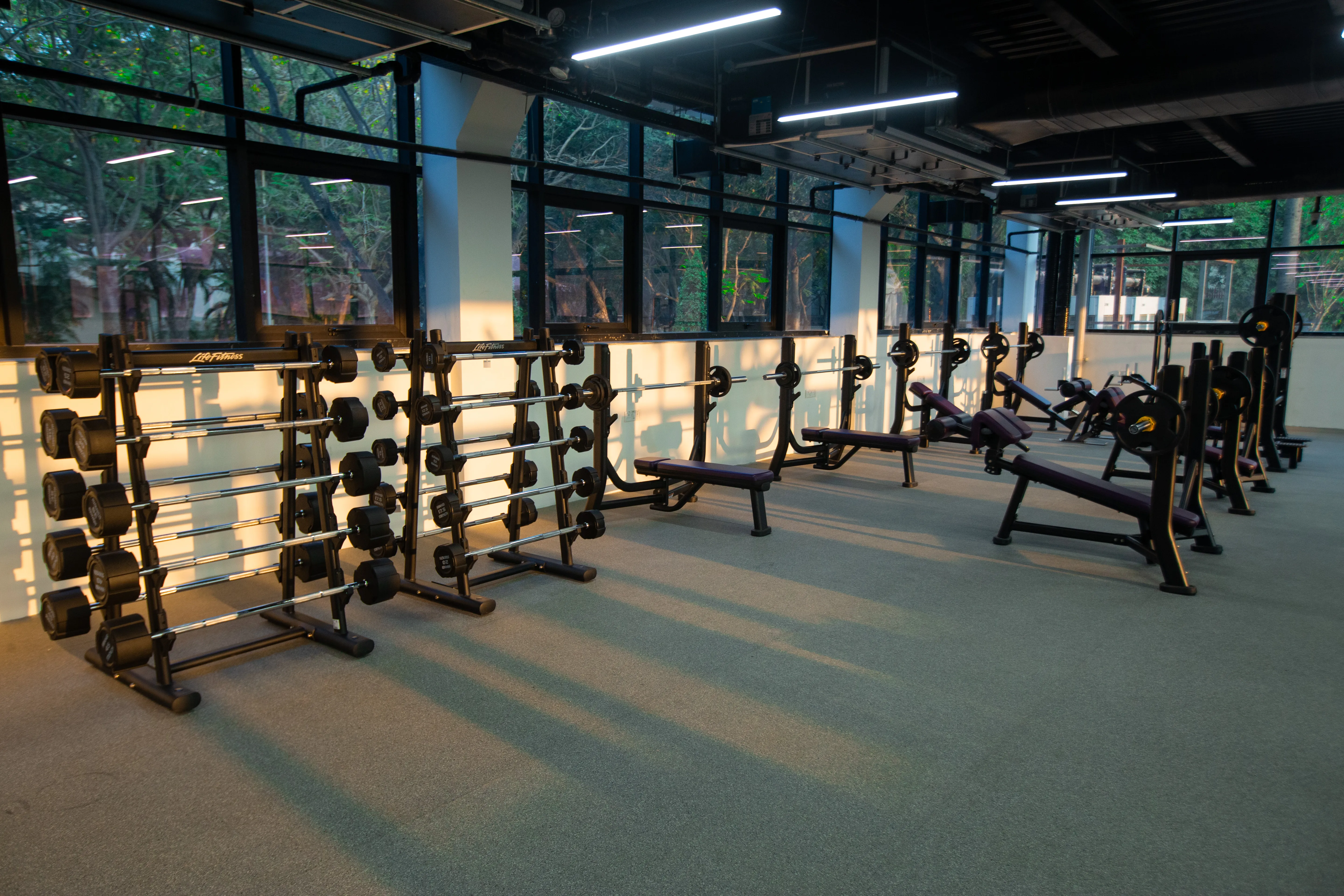 Free Weights